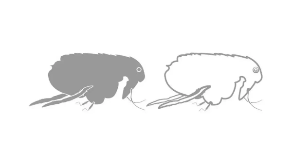 How to Get Rid of Fleas on Cats Naturally at Home