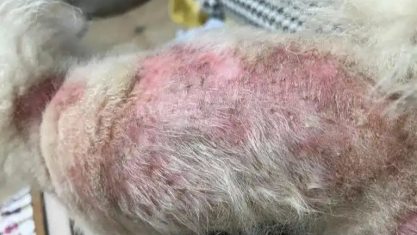 older dog shedding a lot