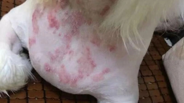 open wound care for dogs
