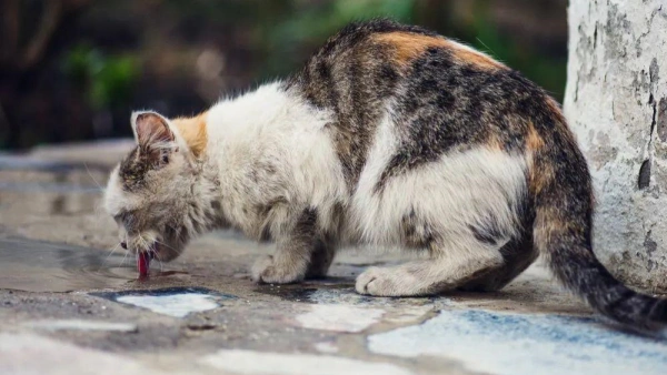 outdoor cat flea treatment
