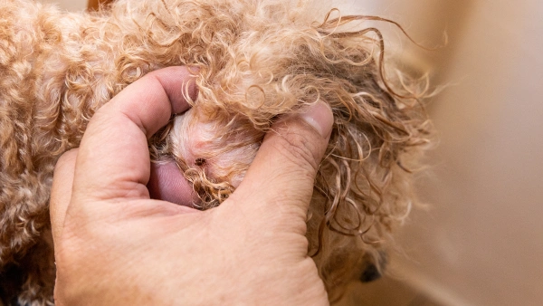 parasite control for dogs