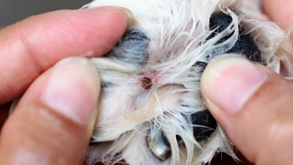 Parasite Prevention for Dogs: 2025 Vet-Approved Guide