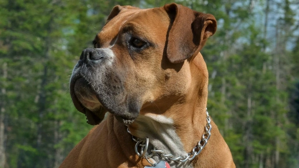10 Pitbull Health Problems You Should Know in 2025 — Tips