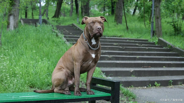 Pitbull Skin Issues: Vet Care, Prevention and Treatment