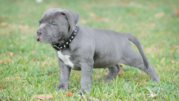 pitbulls and skin allergies