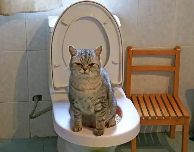 How to Potty Train a Cat: Step-by-Step Guide for a Clean and Happy Home