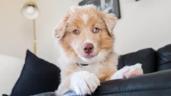 probiotic dog food for small breeds