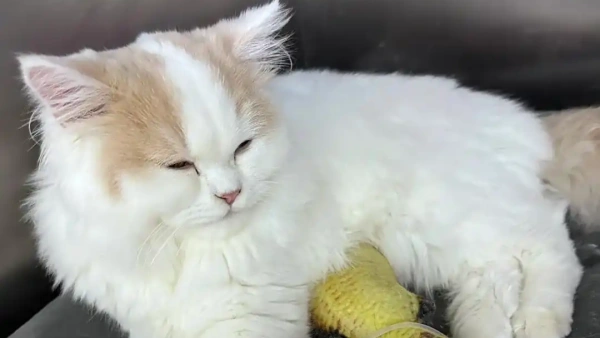 probiotics for cats vomiting