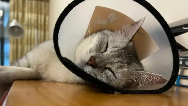 Probiotics for Cats with Diarrhea: Does It Help, How to Use and Choose