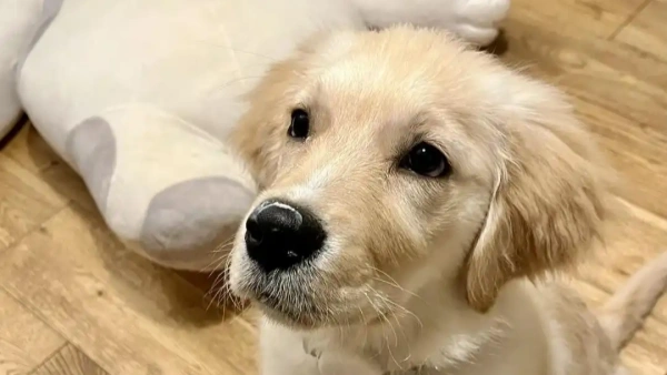 Best Probiotics for Dogs with Gas (2025 Review & Guide)