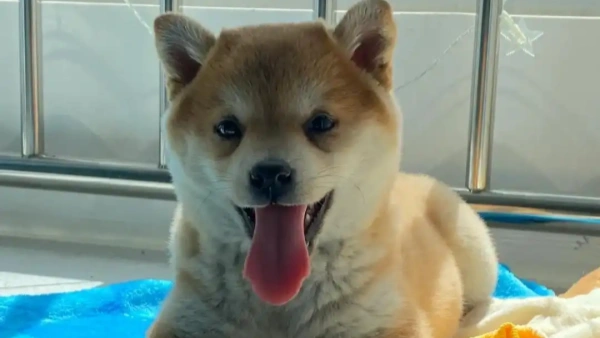 probiotics for gassy dogs