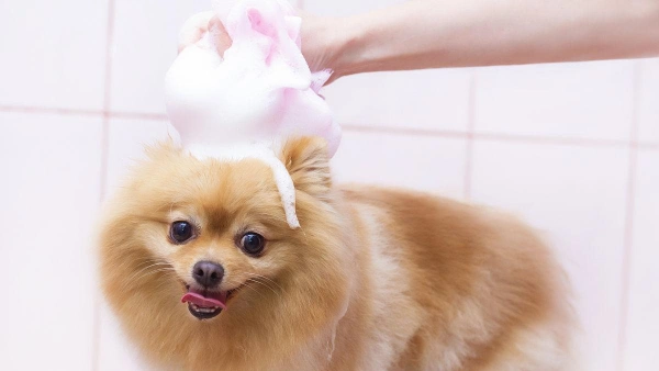 puppy dry shampoo