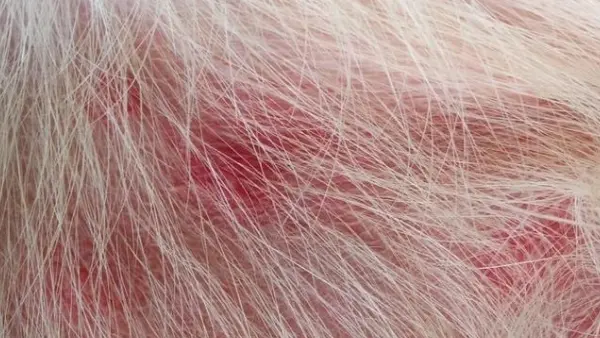 Red Marks on Dogs Skin Treatment