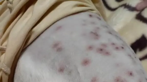 Red Marks on Dogs Skin