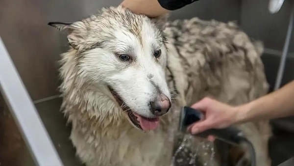 safe flea shampoo for dogs