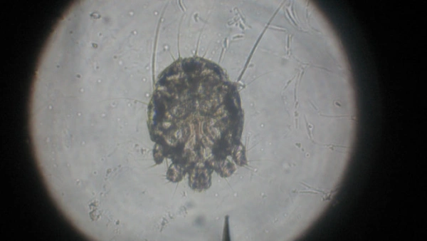 sarcoptic mange