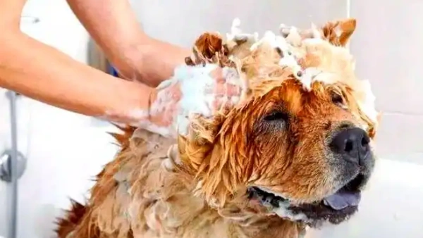 seborrheic dermatitis dog shampoo