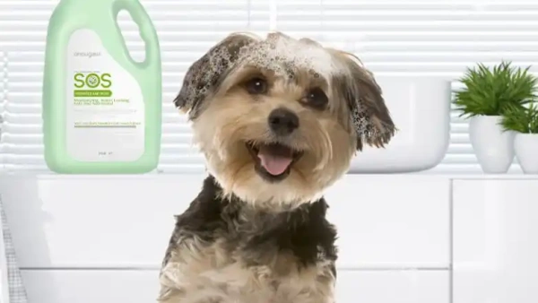 Best Flea and Tick Shampoo for Dogs: Safe, Effective Options and How to Use Them