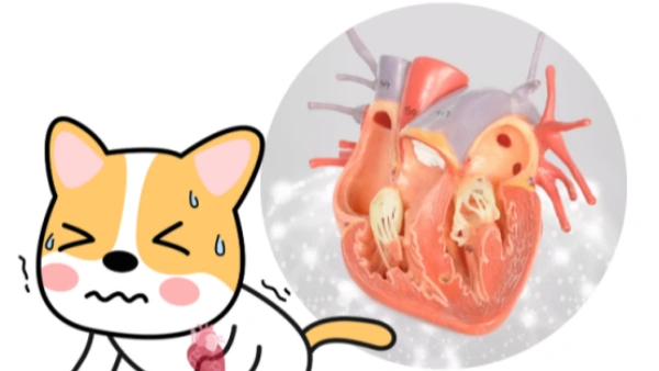 signs of heart failure in dogs