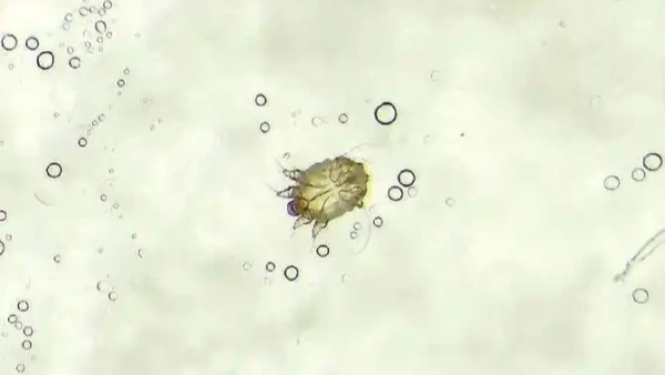 skin mites on cats pictures
