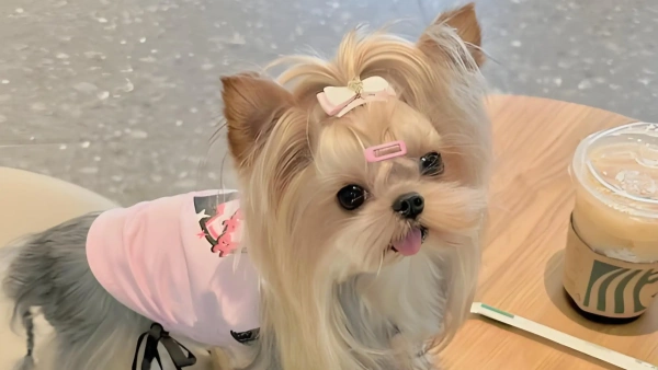 soft dog food for sensitive stomach