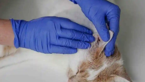 spot on mite treatment for cats