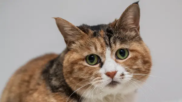 Symptoms of Congestive Heart Failure in Cats