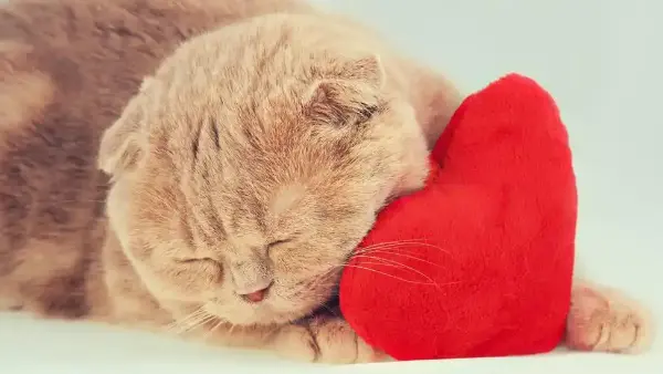 Symptoms of Congestive Heart Failure in Cats