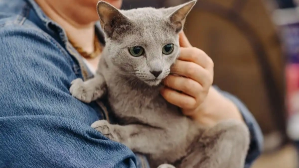 tick spray for cats