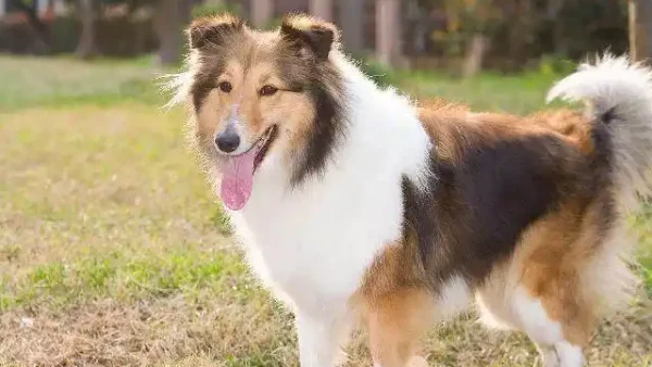 top 10 easiest dog breeds to train
