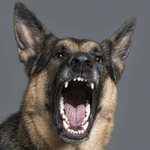 how to train your dog to not bark