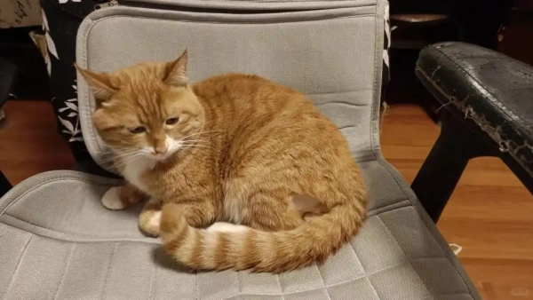 treatment for upper respiratory infection in cats