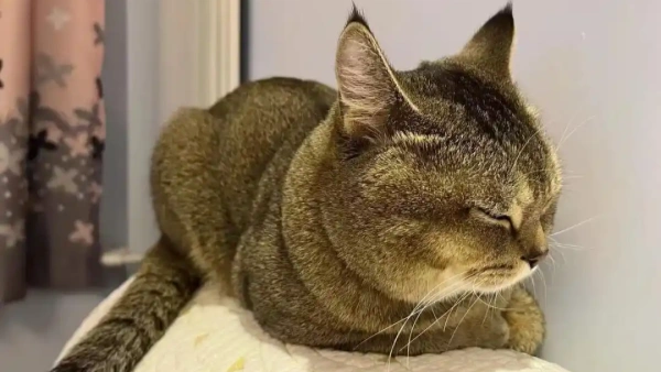 upper respiratory infection in cats