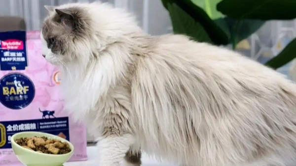 urinary blockage in cats