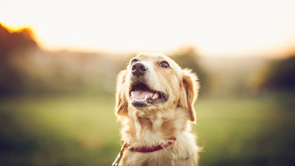 urinary tract infection treatment dogs