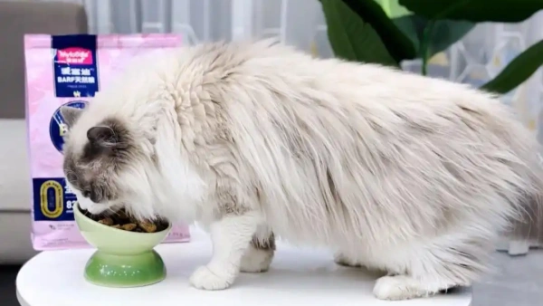 uti treatment cat