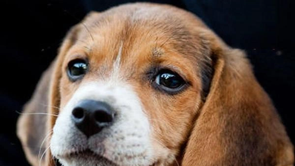 Warning signs after spaying dog