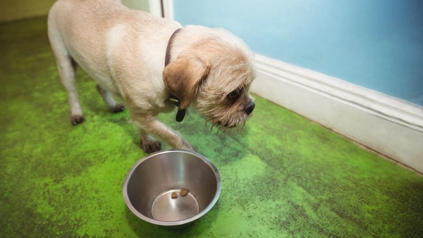 Vet-Recommended Wet Dog Food for Sensitive Stomachs — 2025 Guide