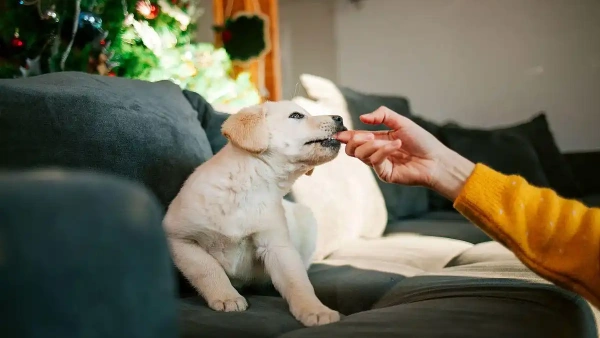 what are the best natural probiotics for dogs