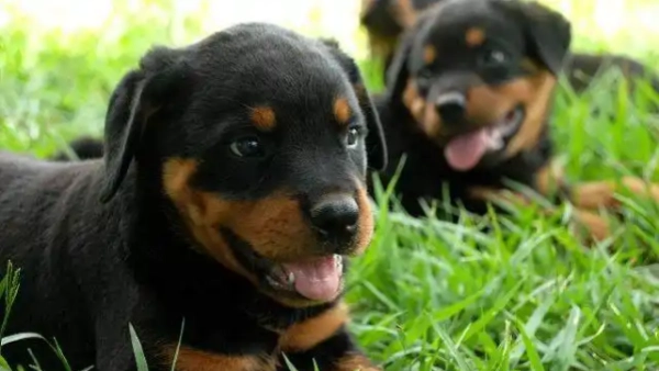 what are the easiest dogs to train