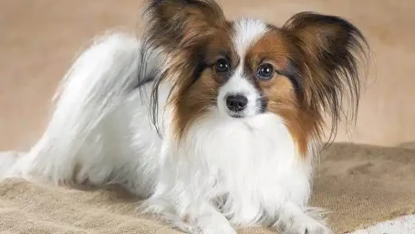what breed of dog is easy to train