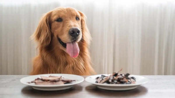 What Do Probiotics Do for Dogs: A Vet Approved 2025 Guide