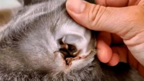 Yeast Infection Ear Mites in Dogs: Causes and Treatments