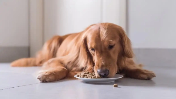 what does a probiotic do for a dog