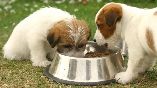 what does probiotics do for dogs