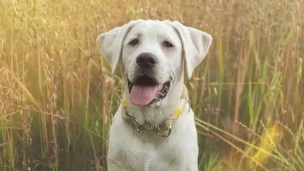 what dog breed is the easiest to train