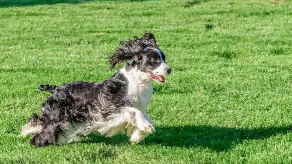 what dogs are easy to potty train