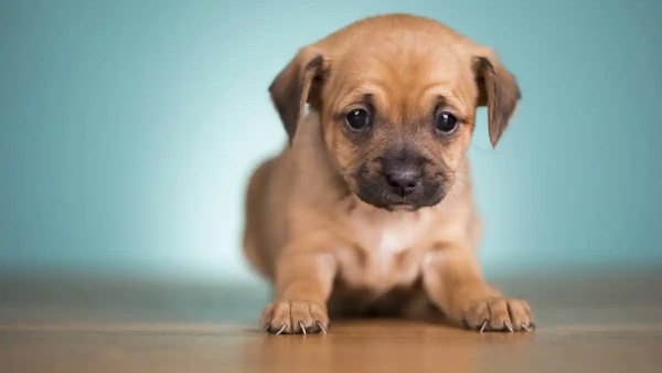 what foods are natural probiotics for dogs