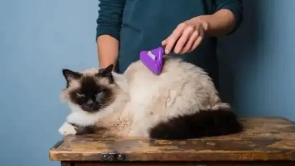 what gets rid of fleas on cats
