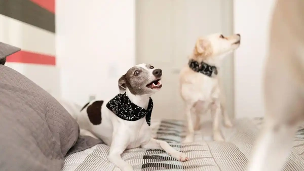 what is the best dog food with probiotics